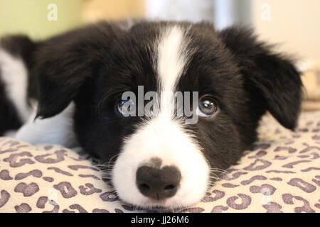 Border-Collie-Welpen Stockfoto