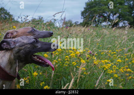 Whippets in der Wildblumen Stockfoto