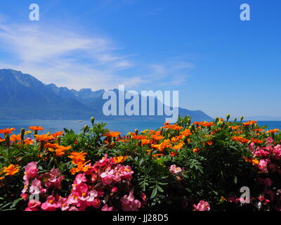 Schönheit bunte Blumen auf Promenade in der Stadt MONTREUX am Genfer See in der Schweiz Stockfoto