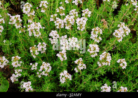 Gemeinsamen Thymian, Provence, Frankreich / (Thymus Vulgaris) | Echter Thymian / (Thymus Vulgaris) Stockfoto