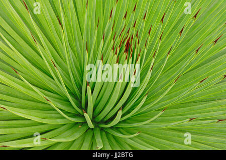 Igel-Agave / (Agave Stricta) | Agave / (Agave Stricta) Stockfoto