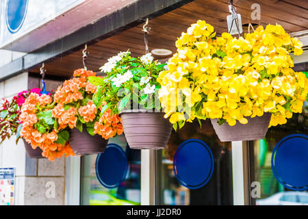 Hängende bunte Begonie Blumentöpfe vom Eingang des Gebäudes im Sommer als Dekoration in Montreal, Quebec, Kanada Stockfoto