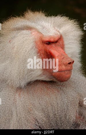 Hamadryas Pavian, männliche / (Papio Hamadryas) | Mantelpavian, Maennlich / (Papio Hamadryas) Stockfoto