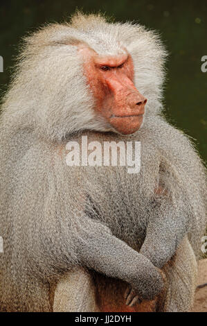 Hamadryas Pavian, männliche / (Papio Hamadryas) | Mantelpavian, Maennlich / (Papio Hamadryas) Stockfoto