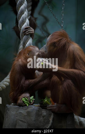 Nahaufnahme von Orang-Utans, selektiven Fokus. Isst Gemüse Stockfoto