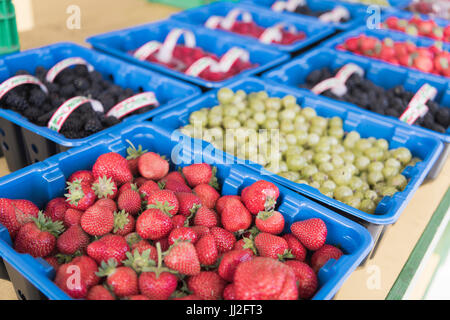 Bastkörbe von frisch gepflückten, lokal angebaut und in der Saison Erdbeeren, Brombeeren, Stachelbeeren und Himbeeren in Wexford, Irland. Stockfoto