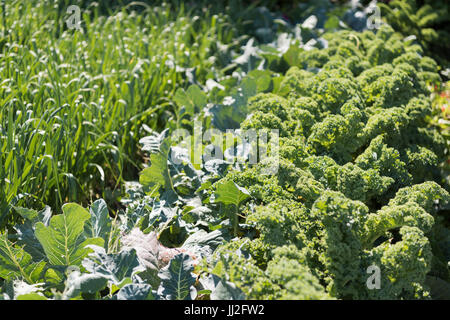 Gemüsegarten wachsen Lauch, Kohl und Grünkohl. Stockfoto
