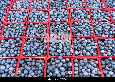 Viele Blaubeeren auf dem Display im Markt in rote Körbe Stockfoto