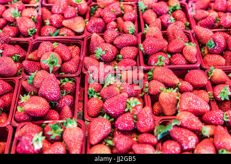 Viele Erdbeeren auf dem Display im Markt in rote Körbe Stockfoto