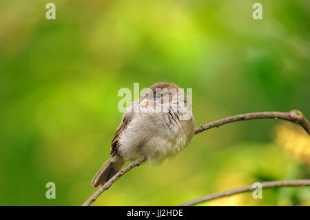Haussperling, Weiblich, Niederlande / (Passer Domesticus) | Haussperling, Weiblich, Niederlande / (Passer Domesticus) / Spatz Stockfoto