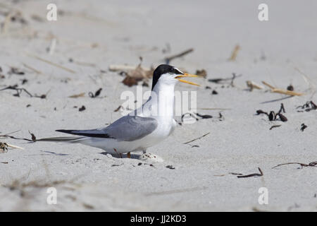 Eine zumindest Seeschwalbe Sterna Antillarum mit einem Ei in einem Nest am Strand während der Brutzeit Stockfoto