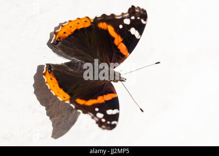 Distelfalter Schmetterling Stockfoto