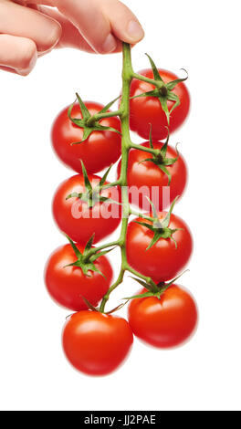 Nahaufnahme von weiblicher Hand hält Zweig frische rote Cherrytomaten mit grünen Blättern, die isoliert auf weißem Hintergrund Stockfoto