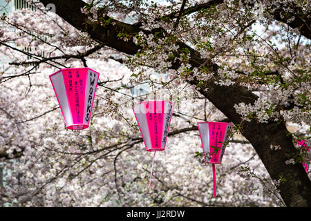 Sakura Kirschblütenbäume blühen mit Festival Laternen entlang der Meguro Fluss, Japan, Asien. Stockfoto