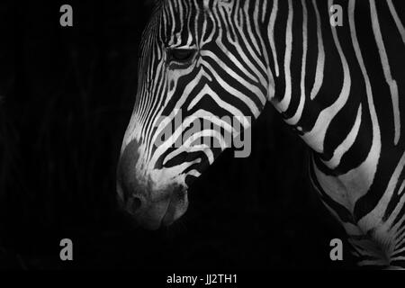 Mono Grevy Zebra blickte in Nahaufnahme Stockfoto