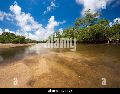 Typische Florida Küstenökosystem und Mangrove Sumpf, an einem heißen sonnigen Sommertag mit strahlend blauem Himmel.  Aufgenommen im Von D. Mizell-Eula Johnson State Park Stockfoto