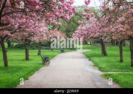 Blick auf einem Kirschbaum in voller Blüte, entlang eines Weges durch einen wunderschönen Garten im Frühjahr Stockfoto