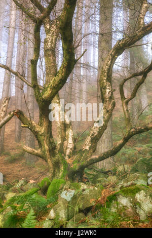 Bild eines alten Baumes, bedeckt mit Moos in den Wäldern im Norden Englands. Stockfoto