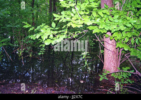 Sommer in Moskau Park Stockfoto