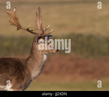 Damhirsch Hirsch, Damhirsch Hirsch, in Bradgate Park, Leicestershire UK Stockfoto