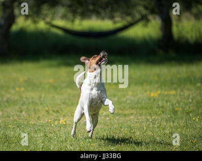 Dänisch schwedischer Hofhund holen mit einem Ball zu spielen. Diese Rasse stammt aus Dänemark und Südschweden ist lebhaft und freundlich. Stockfoto