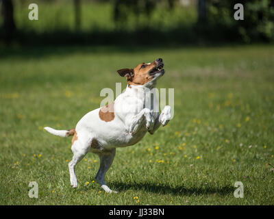 Dänisch schwedischer Hofhund holen mit einem Ball zu spielen. Diese Rasse stammt aus Dänemark und Südschweden ist lebhaft und freundlich. Stockfoto