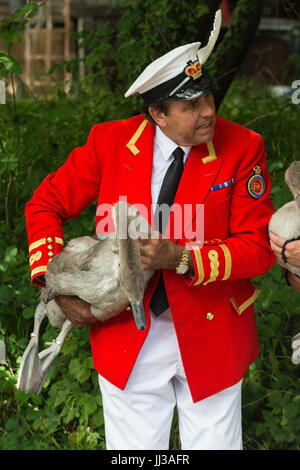 London, UK. 17. Juli 2017. David Barber, The Queen Swan Marker hält einen Cygnet Schwan am Ufer des Flusses. Swan Upping erfolgt auf der Themse in der Nähe von Windsor, Berkshire, UK. Die jährliche Veranstaltung stammt aus dem Mittelalter, als die Krone Eigentum an alle Höckerschwäne behauptete, die eine wichtige Nahrungsquelle für Bankette und feste galten. Heute die Cygnets sind gewogen und gemessen, um Schätzungen der Wachstumsraten zu erzielen und die Vögel werden auf Anzeichen von Verletzungen, häufig verursacht durch Angelhaken und Linie untersucht. Die Cygnets sind mit individuellen ID-Nummern durch die Königin beringt. Stockfoto