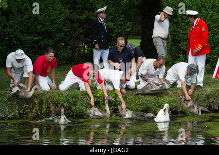 London, UK. 17. Juli 2017. Swan Upping erfolgt auf der Themse in der Nähe von Windsor, Berkshire, UK. Die jährliche Veranstaltung stammt aus dem Mittelalter, als die Krone Eigentum an alle Höckerschwäne behauptete, die eine wichtige Nahrungsquelle für Bankette und feste galten. Heute die Cygnets sind gewogen und gemessen, um Schätzungen der Wachstumsraten zu erzielen und die Vögel werden auf Anzeichen von Verletzungen, häufig verursacht durch Angelhaken und Linie untersucht. Die Cygnets sind mit individuellen Identifikationsnummern von The Queen Swan Warden, beringt, deren Aufgabe darin, wissenschaftlichen und nicht-zeremonielle besteht. Die Königin Swa Stockfoto