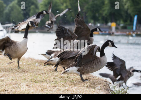 Eton, UK. 18. Juli 2017. Kanadagänse fliegen nach Angst haben von einem Hund die Themse auf der Wiese Brocas. Bildnachweis: Mark Kerrison/Alamy Live-Nachrichten Stockfoto