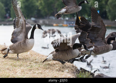 Eton, UK. 18. Juli 2017. Kanadagänse fliegen nach Angst haben von einem Hund die Themse auf der Wiese Brocas. Bildnachweis: Mark Kerrison/Alamy Live-Nachrichten Stockfoto