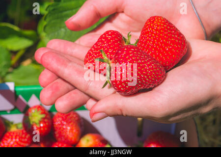 Baum frische gepflückte Erdbeeren Verlegung in weiblichen Händen öffnen Stockfoto