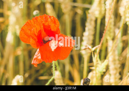 Blume von roter Mohn auf den Reifen Weizenfeld Stockfoto