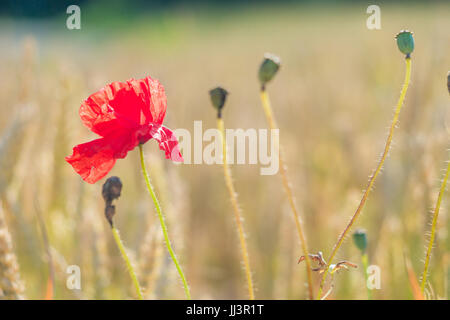 Rote Mohnblume im Weizenfeld reif. Designfarben Stockfoto