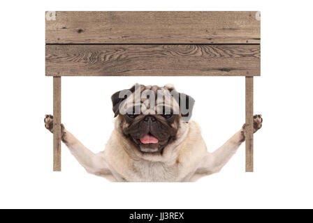 süß lächelnd Mops Welpen Hund hält leere Holzbrett Schild, isoliert auf weißem Hintergrund Stockfoto