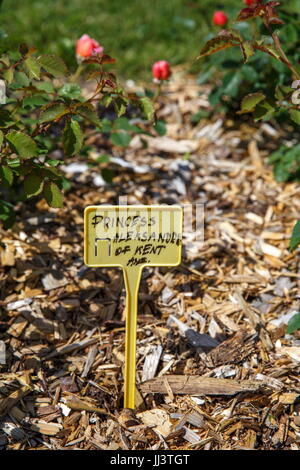 Garten der englischen Rosen, Typenschild Rose "Prinzessin Alexandra von Kent" Stockfoto