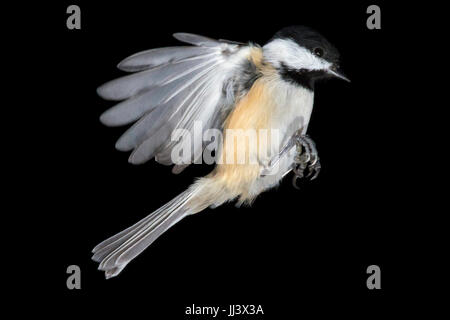 Black-capped chickadee im Flug Stockfoto