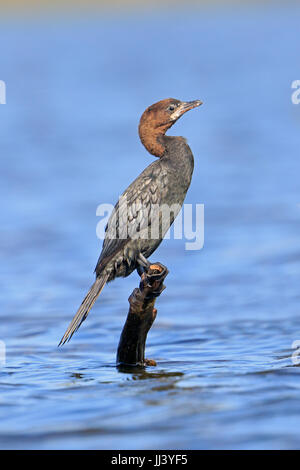 Pygmy Kormoran thront auf einem Baumstumpf im rumänischen Donaudelta Stockfoto