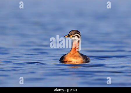 Juvenile Red-necked Grebe in der Donau-Delta-Rumänien Stockfoto
