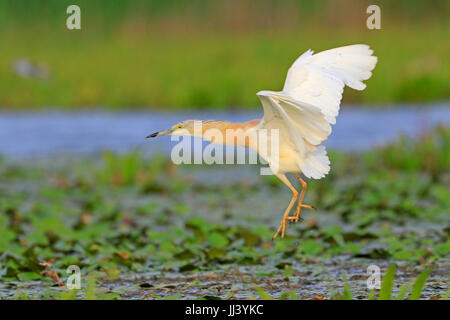 Squacco Heron landing im Donaudelta Rumäniens Stockfoto