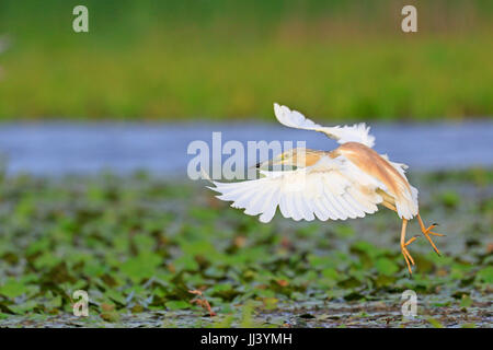 Squacco Heron landing im Donaudelta Rumäniens Stockfoto