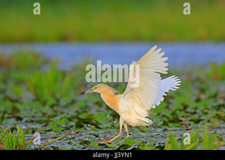 Squacco Heron landing im Donaudelta Rumäniens Stockfoto