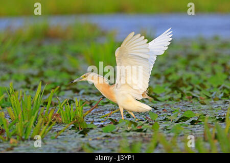 Squacco Heron landing im Donaudelta Rumäniens Stockfoto