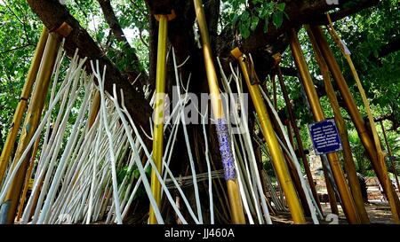 Holz-sticks mit Baum im Wat Ched Yot, Thai Tempel in Chiang Mai, Thailand aufrecht zu erhalten. Einige Leute glauben, es Leben mehr besser stabil zu machen wird. Stockfoto