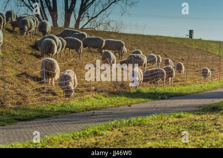 Herde der Schafe grasen auf dem Deich mit grünen Rasen am Ufer des Rheins in der Nähe von Zons, Deutschland. Stockfoto