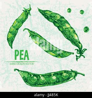 Digitale Vektor detaillierte Linie Kunst Farbe Erbse Gemüse handgezeichnete Retro-Abbildung Sammlungssatz. Dünne Kunststift Gliederung. Vintage Tinte flache styl Stock Vektor