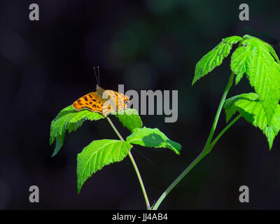 Komma Butterfly Polygonia c-Album gegen dunkle backgrond Stockfoto