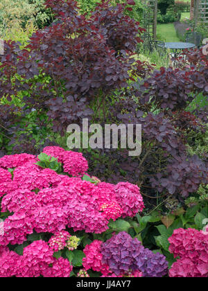 Hortensien in Grenze Ende Juli Norfolk Stockfoto