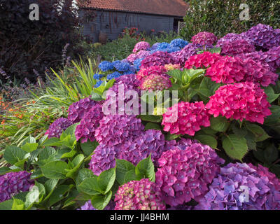 Hortensien in Grenze Ende Juli Norfolk Stockfoto