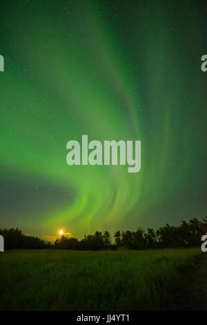 Nordlichter (Aurora Borealis) über Wälder in Elk Island National Park, Kanada Stockfoto