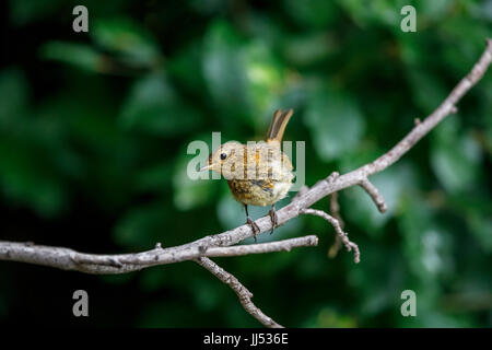 UK-Vogelbeobachtung: unreife juvenile Rotkehlchen (Erithacus Rubecula) hocken auf einem Ast im Sommer in einem Garten in Surrey, Südostengland, UK Stockfoto